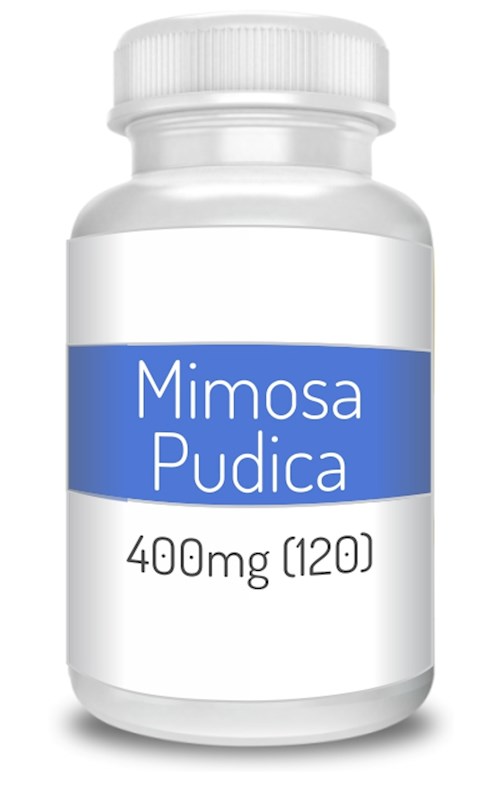 Mimosa Pudica